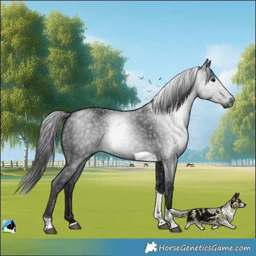Horse Color:Gray Black Tobiano Rabicano