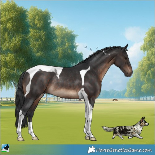 Horse Color:Brown Tobiano Rabicano