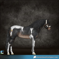 Horse Color:Brown Tobiano Rabicano 