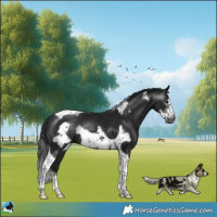 Horse Color:Gray Brown Sabino Tobiano Frame Rabicano