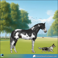 Horse Color:Gray Brown Sabino Tobiano Frame Rabicano 