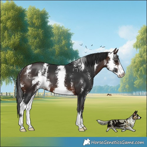 Horse Color:Brown Sabino