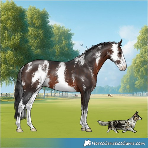 Horse Color:Brown Sabino