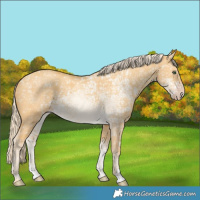 Horse Color:Gold Cream Champagne Ice Dun