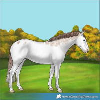 Horse Color:Red Dun Ice Splash Appaloosa 