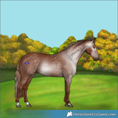 Horse Color:Gray Chestnut 
