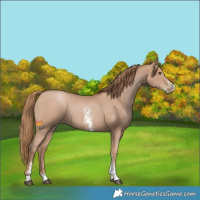Horse Color:Black Pearl Sabino