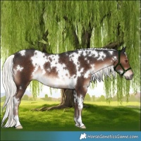 Horse Color:White Spotted Liver Chestnut Mushroom Rabicano 