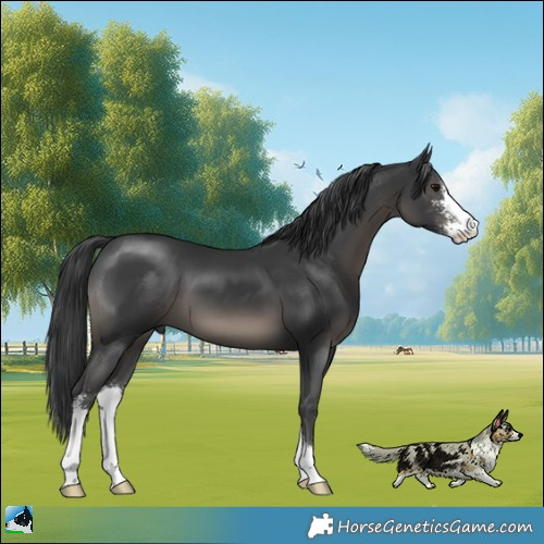 Horse Color:Black Sabino 