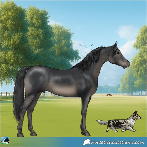 Horse Color:Black 