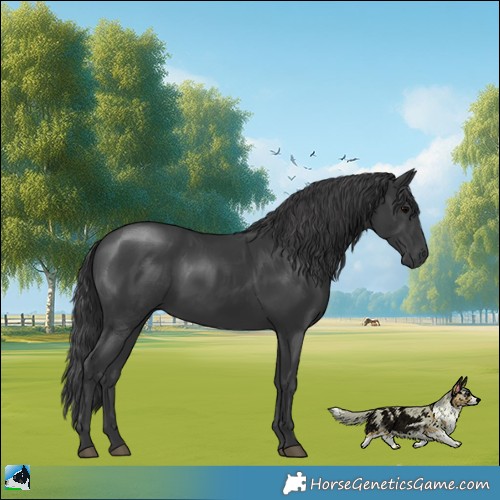Horse Color:Black 