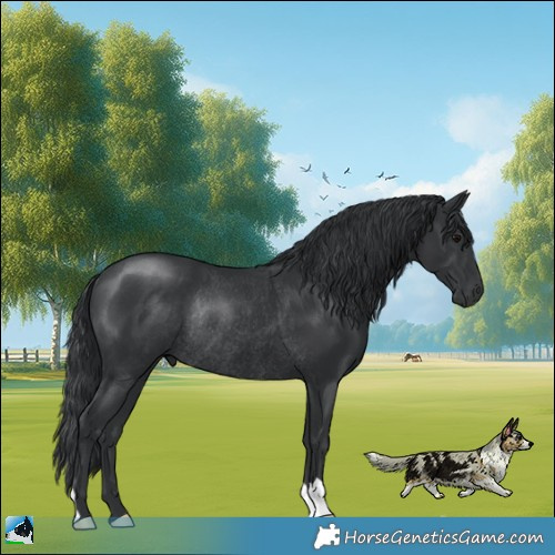 Horse Color:Black Mushroom Rabicano 