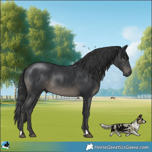 Horse Color:Black 