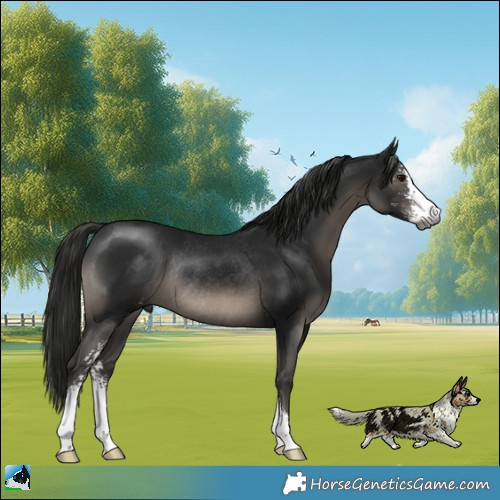 Horse Color:Gray Black Mushroom Sabino Rabicano 