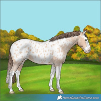 Horse Color:Amber Champagne Ice Splash Appaloosa 