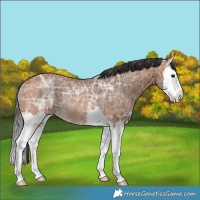 Horse Color:Bay Ice Splash Rabicano 