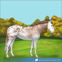 Horse Color:Chestnut Ice Splash Appaloosa Rabicano 
