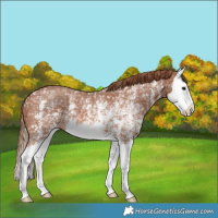 Horse Color:Chestnut Ice Sabino Splash