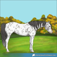 Horse Color:Grullo Ice Sabino Splash Blanket 