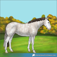 Horse Color:Classic Champagne Ice Dun Sabino Splash 