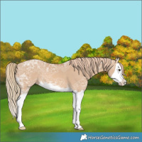 Horse Color:Red Dun Ice Splash