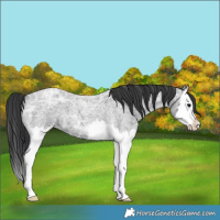Horse Color:Blue Ice Roan Splash 