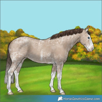 Horse Color:Classic Champagne Ice Sabino Splash 