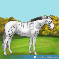 Horse Color:Black Ice Splash Tobiano Leopard Rabicano 