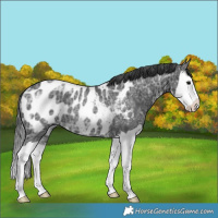 Horse Color:Black Ice Splash Near Leopard Rabicano