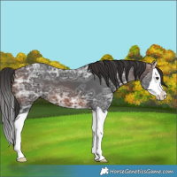Horse Color:Brown Ice Splash 