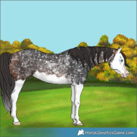 Horse Color:Brown Ice Splash Rabicano 