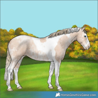 Horse Color:Gold Champagne Ice Pearl Sabino Splash Tobiano Rabicano