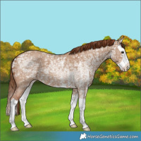 Horse Color:Red Dun Ice Sabino Splash