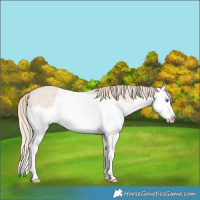 Horse Color:Smoky Creme Dun Splash