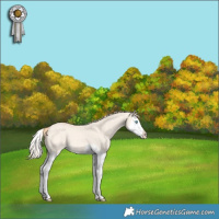 Horse Color:Perlino Dun Splash