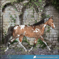 Horse Color:White Spotted Bay Dun Brindle 