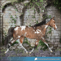 Horse Color:White Spotted Bay Dun Brindle 