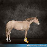 Horse Color:Black Pearl Sabino