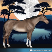 Horse Color:Liver Red Dun Tobiano Rabicano