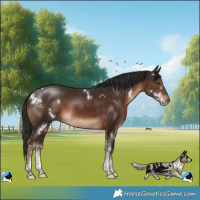 Horse Color:White Spotted Liver Chestnut Rabicano
