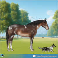 Horse Color:White Spotted Liver Chestnut Rabicano 