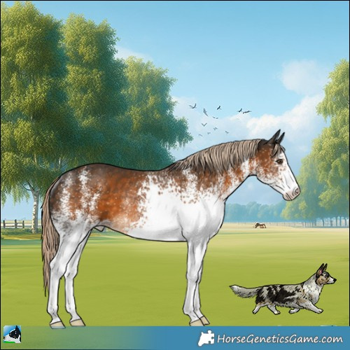 Horse Color:White Spotted Chocolate Palomino Rabicano 