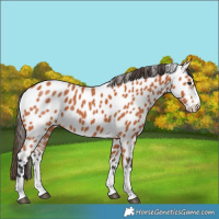 Horse Color:Bay Leopard 