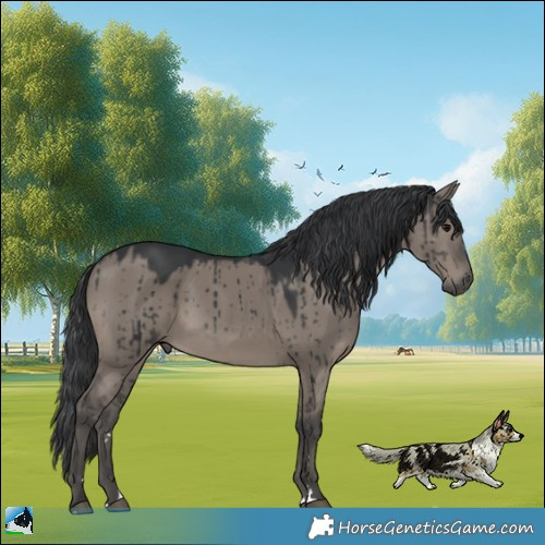 Horse Color:Grullo Mushroom Rabicano Brindle 