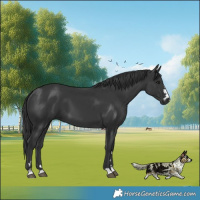 Horse Color:Black 