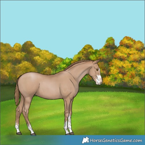 Horse Color:Black Pearl Sabino 