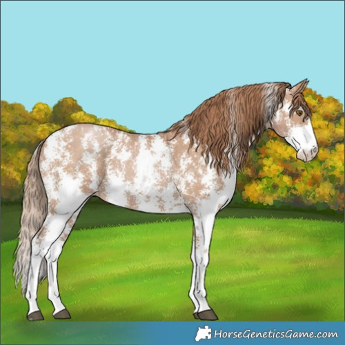 Horse Color:Black Pearl Sabino 