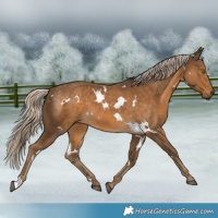 Horse Color:White Spotted Chocolate Palomino