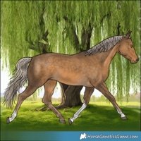 Horse Color:Chocolate Palomino Tobiano 