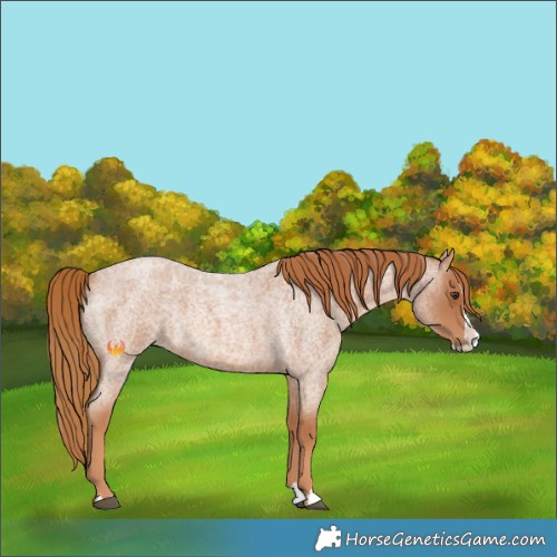 Horse Color:Red Roan Splash 